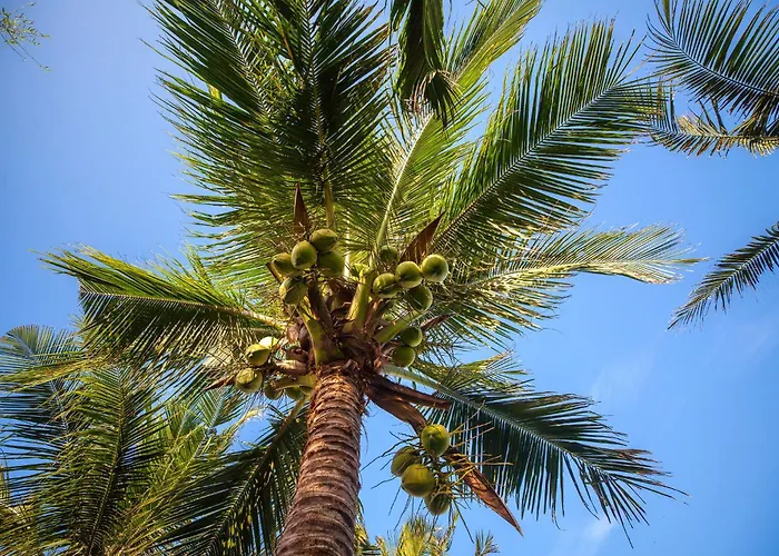 Resort Organic